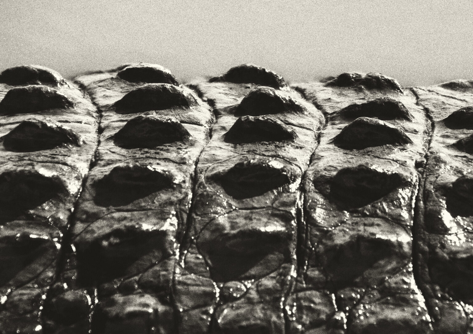 Brane T. Červek i krokodilova koža