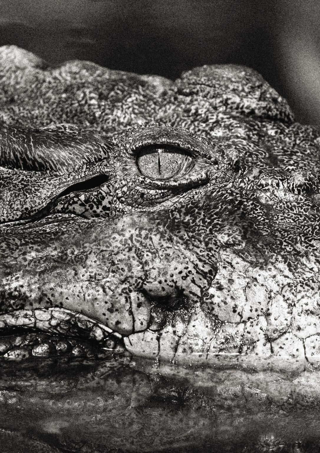 Brane T. Červek krokodil