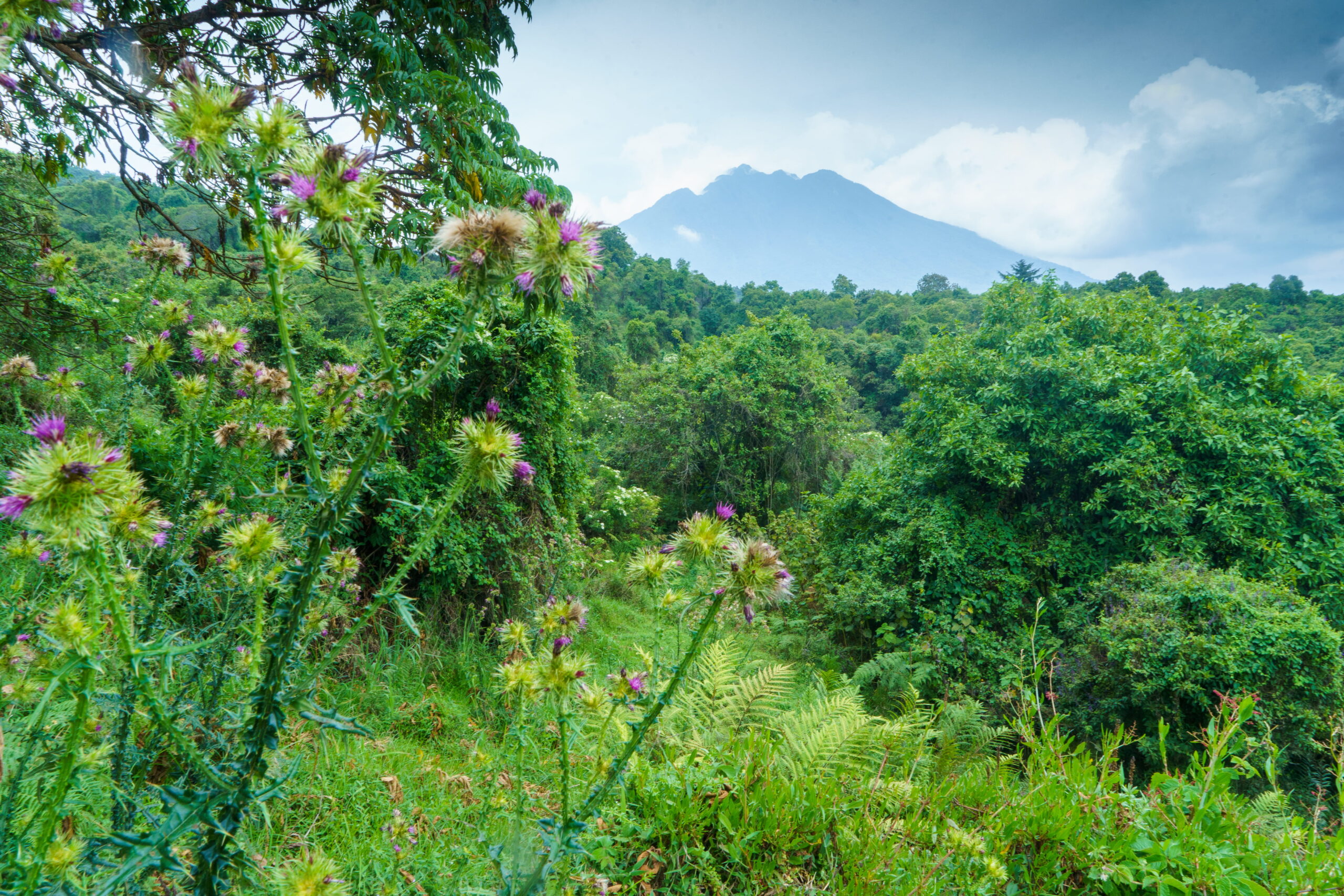 Pogled na planine Virunga iz Nacionalnog parka Mgahinga