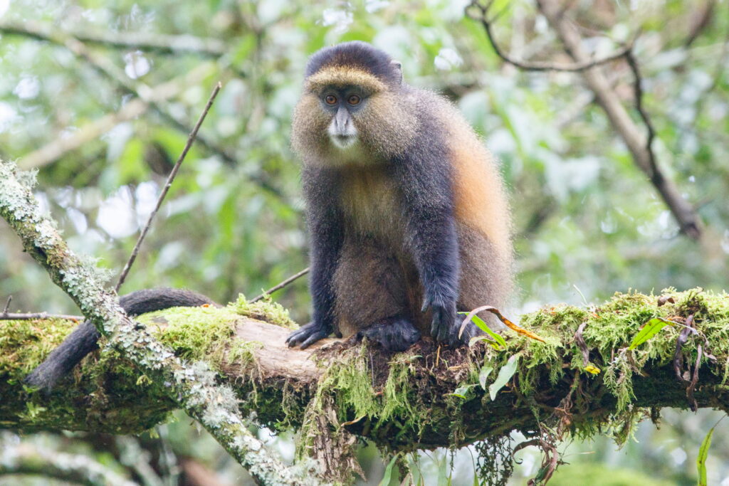 Golden male among tall bamboo in Mgahinga Park