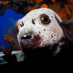 Raja Ampat Dogpuffer