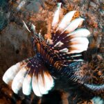 Raja Ampat Lionfish