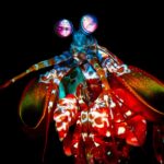 Raja Ampat Mantis Shrimp