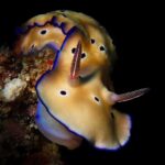 Raja Ampat Nudibranchs