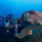 Raja Ampat Pufferfish