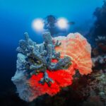Raja Ampat Gorgonian