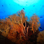 Raja Ampat Gorgonian