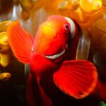 Raja Ampat Clownfish