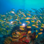 Raja Ampat Snapper Fish