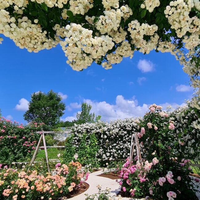 Arboretum Volčji Potok_Photo Competition Roses in the Arboretum Photo Mija Jerman - Papal Roses Around the Heart of Heaven